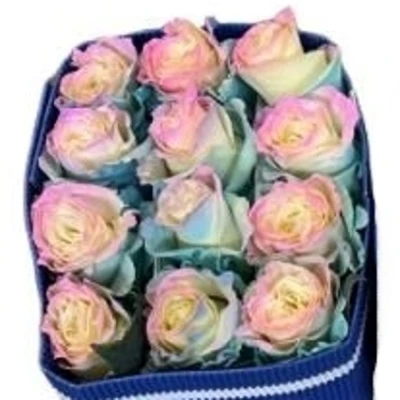 Duhová růže TINTED PASTEL