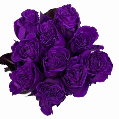 Duhová růže TINTED PURPLE