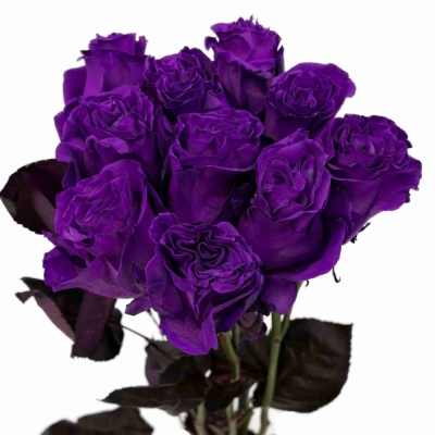 Duhová růže TINTED PURPLE