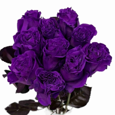 Duhová růže TINTED PURPLE