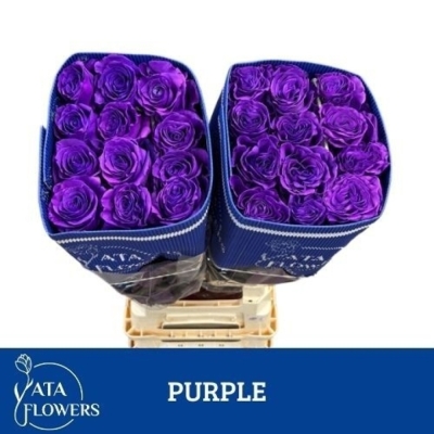 Duhová růže TINTED PURPLE 70 cm (XXL) EQ