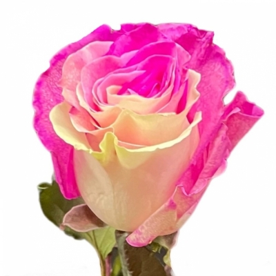 Duhová růže YIN YANG HOT PINK 70 cm (XXL) EQ