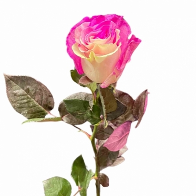 Duhová ruže YIN YANG HOT PINK 70 cm (XXL) EQ