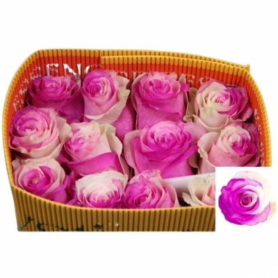 Duhová růže YIN YANG HOT PINK 60cm (XXL) EQ