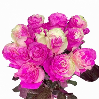 Duhová ruže YIN YANG HOT PINK 70 cm (XXL) EQ