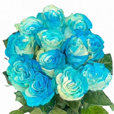 Duhová ruže YIN YANG PIQUERO 60cm (XXL) EQ