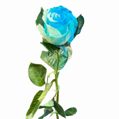 Duhová ruže YIN YANG PIQUERO 70 cm (XXL) EQ