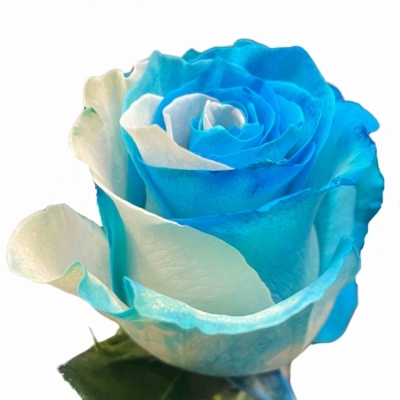 Duhová růže YIN YANG PIQUERO 70 cm (XXL) EQ