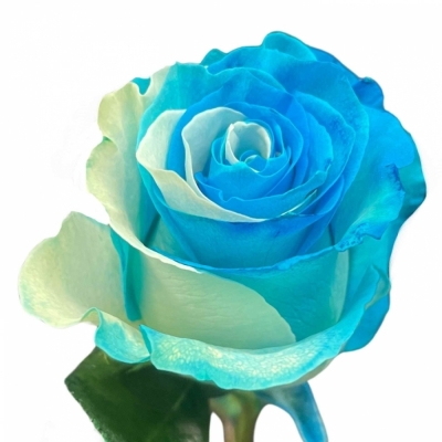 Duhová ruže YIN YANG PIQUERO 70 cm (XXL) EQ