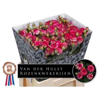 Dvoubarevná růže trsová ROSÉ BONBON! 40 cm / 1+