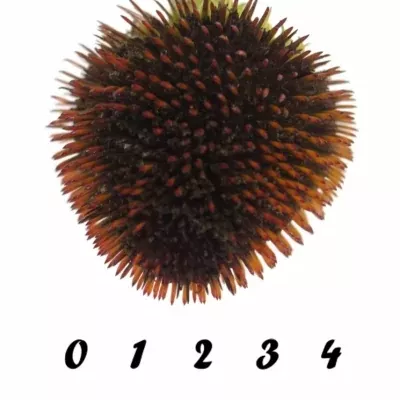 ECHINACEA PURPUREA 40cm