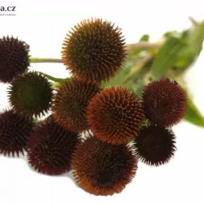 ECHINACEA PURPUREA 40cm