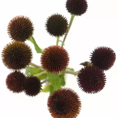 ECHINACEA PURPUREA 40cm