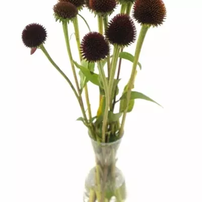 ECHINACEA PURPUREA 40cm