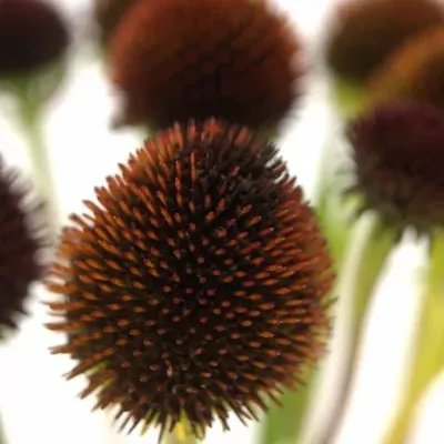 ECHINACEA PURPUREA 40cm