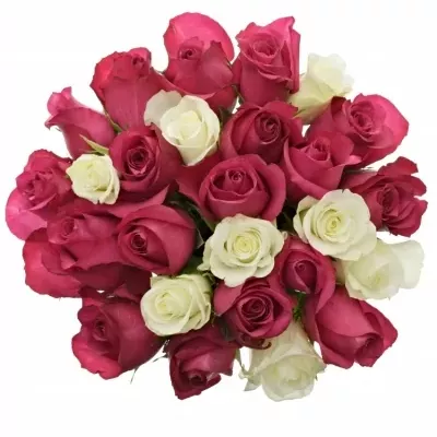 Míchaná kytice 25 vícebarevných růží PURPLE RAIN 60 cm