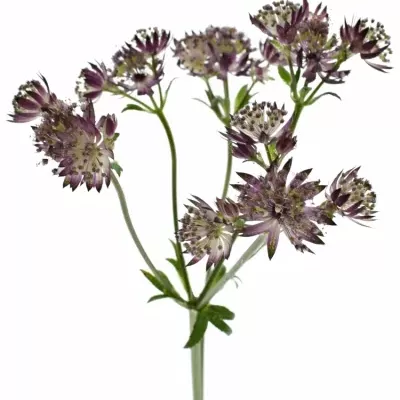 ASTRANTIA PRIMA BALLERINA 40cm