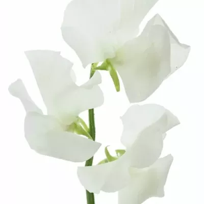 Hrachor WINTER SUNSHINE WHITE 35cm