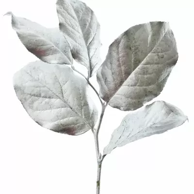 SALAL TIP SILVER 50cm 