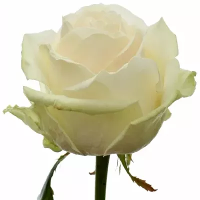 Krémová růže DORCHESTER+ 90cm XXL MAXIMA