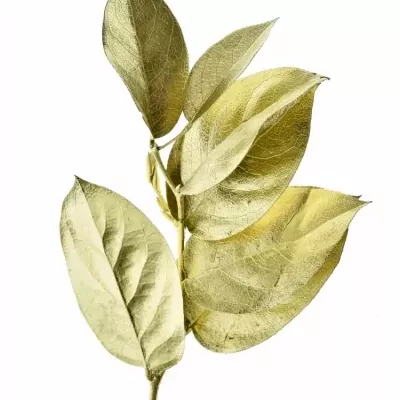 SALAL TIP GOLD 50cm 