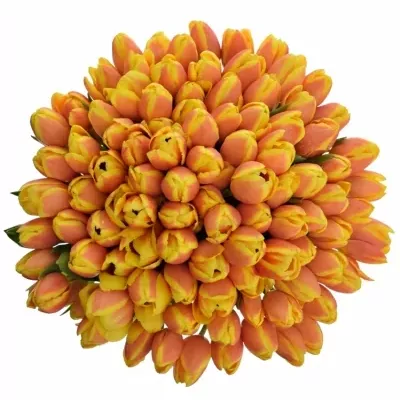 Kytice 100 oranžových tulipánů DENMARK