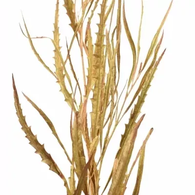 Grevilea COPPER 300g