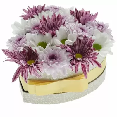Krabička míchaných chryzantém AMORETTA champagne 15x8cm