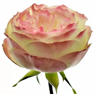 Žíhaná růže LATIN POMPON 30cm (XXL)