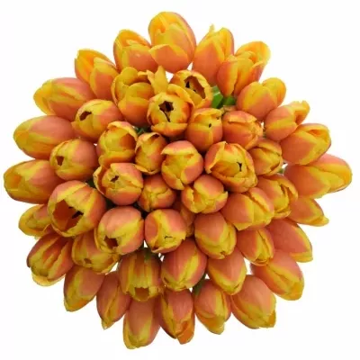 Jednodruhová kytice 50 oranžových tulipánů DENMARK