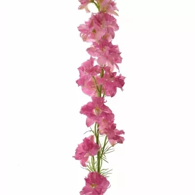 Consolida REGALIS SYDNEY PINK 50cm