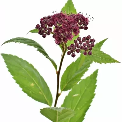 Tavolník JAPONICA GOLDFLAME 40cm