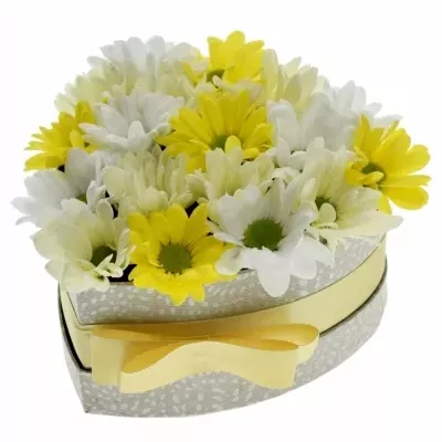 Krabička míchaných chryzantém ANJANA champagne 15x8cm