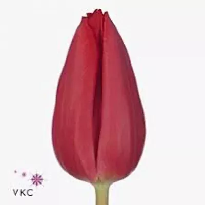 Tulipán EN FIRST STAR 40 cm / 30 g