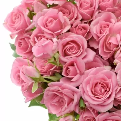 Růžová růže trsová EILEEN 40 cm / 7+