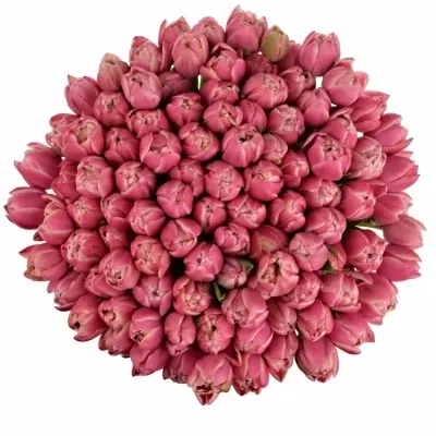 Kytica 100 ružových tulipánov COLUMBUS
