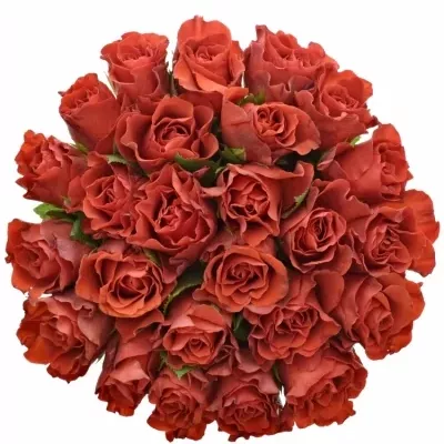 Kytice 25 červených růží RED CORVETTE S 40cm