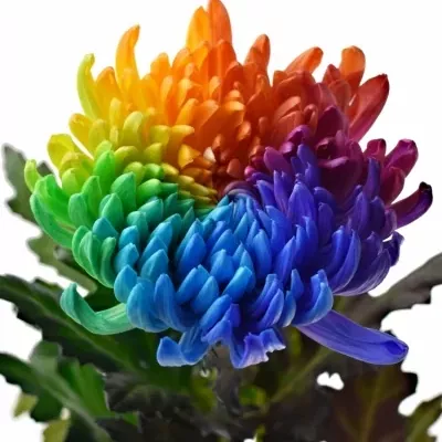 Chryzantéma G BARV. GAGARIN RAINBOW