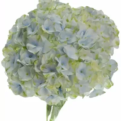 Hortenzie M VENDETTA BLUE 40cm