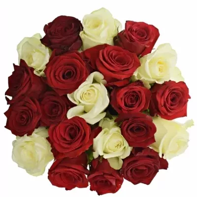 Míchaná kytice 21 vícebarevných růží CHRISTELLE 60 cm