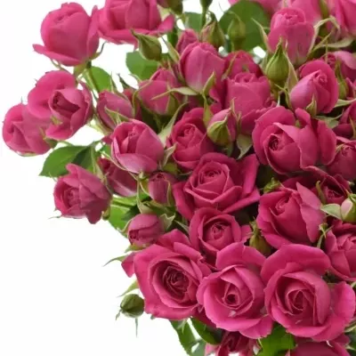 Růžová růže trsová ALICIA 40cm/5+