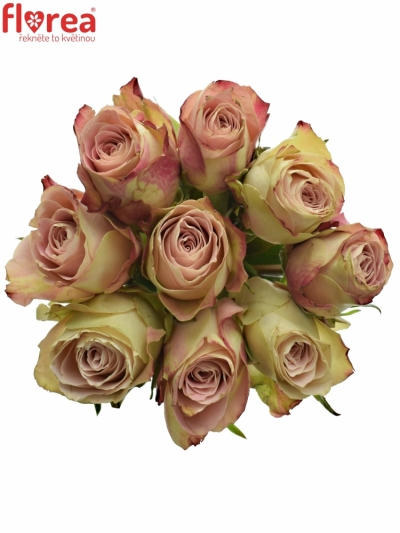 Kytice 9 žíhaných růží UPPER SECRET 45cm