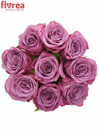 Kytice 9 fialových růží MOODY BLUES 60cm