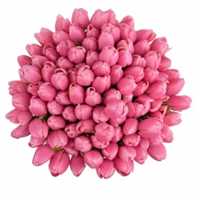 Kytice 100 růžových tulipánů MILKSHAKE