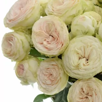 Bílá růže trsová MISTY TRENDSETTER 30cm/3+
