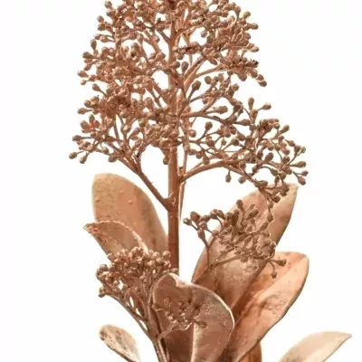 SKIMMIA GLITTER COPPER 38cm