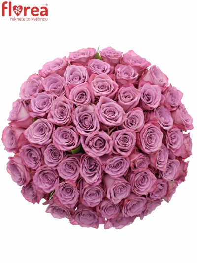Kytice 55 fialových růží MOODY BLUES 50cm