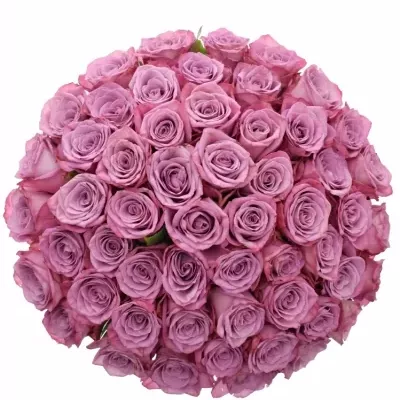 Kytice 55 fialových růží MOODY BLUES 50cm