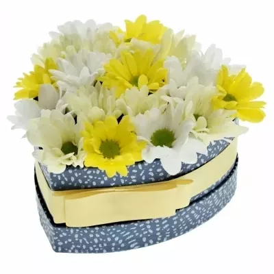 Krabička míchaných chryzantém ANJANA modrá 15x8cm