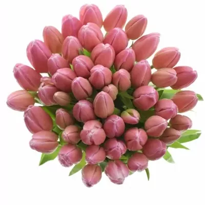 Kytice 50 růžových tulipánů 30cm